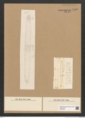 Diatomeae indet. Zeichnungen Sammlung Grunow Nr. 5505 (NHMW-BOT-W0373946)